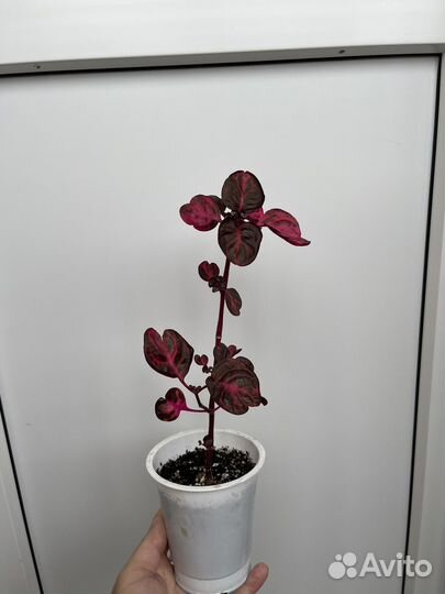 Антуриум красный, ирезине, сингониум