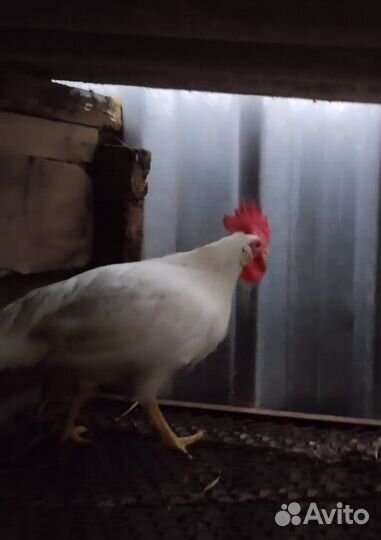 Петух Леггорн