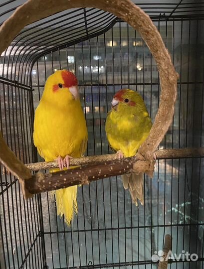 Пара попугаев какариков