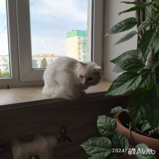 Домашние животные кошки
