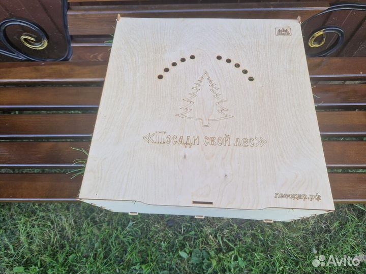 Саженцы сосны обыкновенной зкс