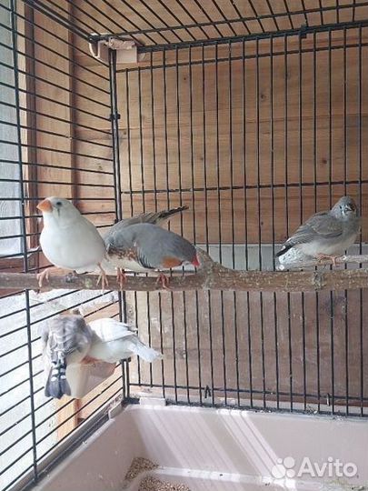 Зебровые амадины