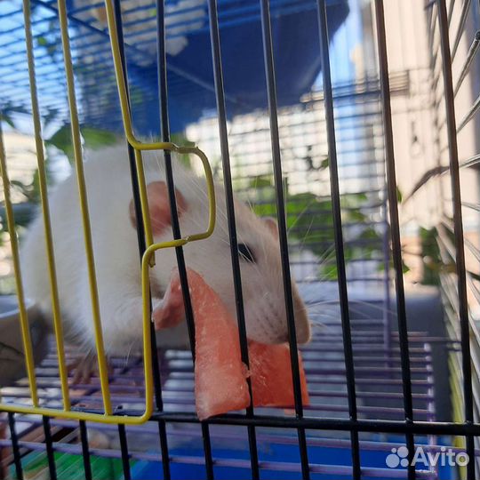 Передержка животных на время отпуска