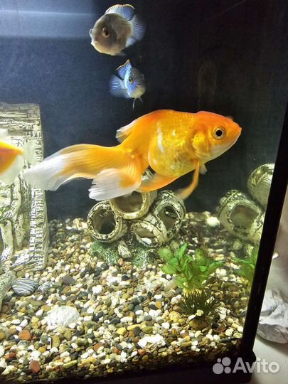Золотая рыбка