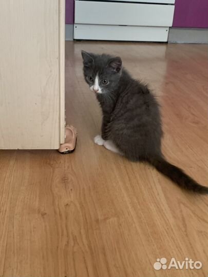 Серый котенок