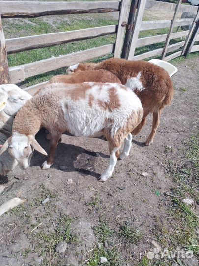 Барашки катумские