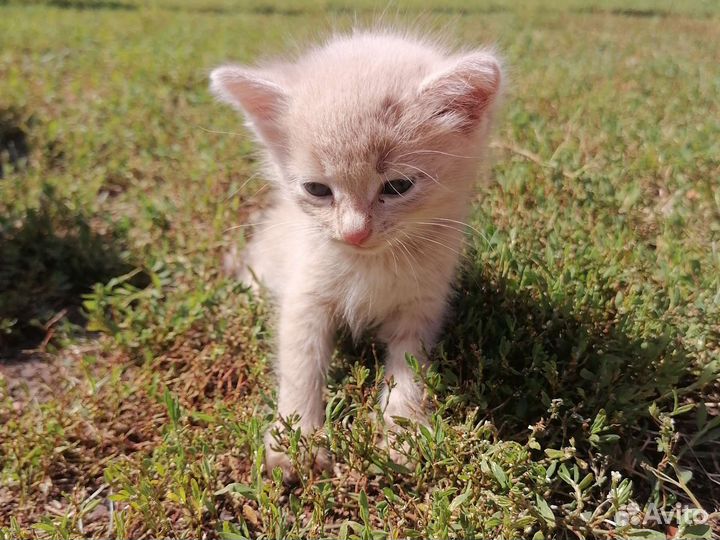 Котёнок