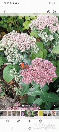 Очиток видный саженцы - отростки делёнки