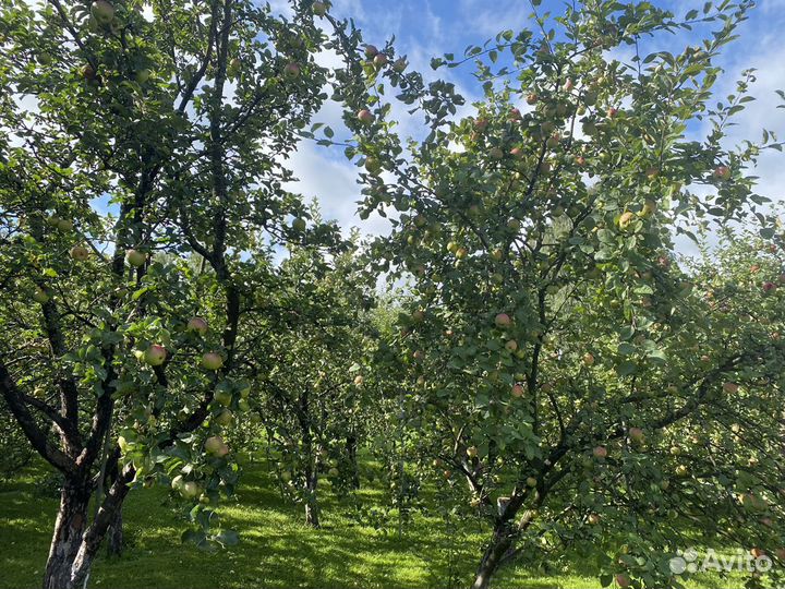 Яблоки ранних и поздних сортов, сладкие