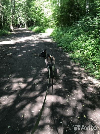 Кинолог/выгул собак Путилково, Митино, Сходненская