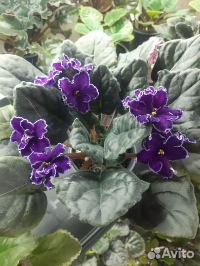 Цветущие фиалки