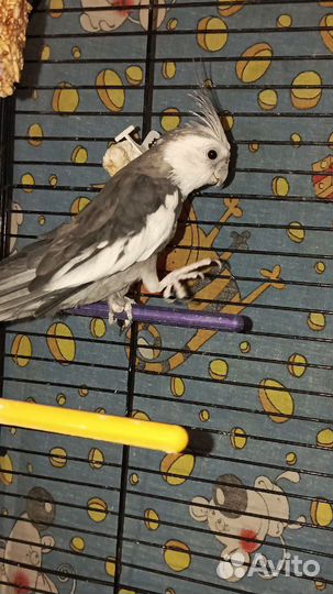 Говорящий попугай с клеткой, корелла