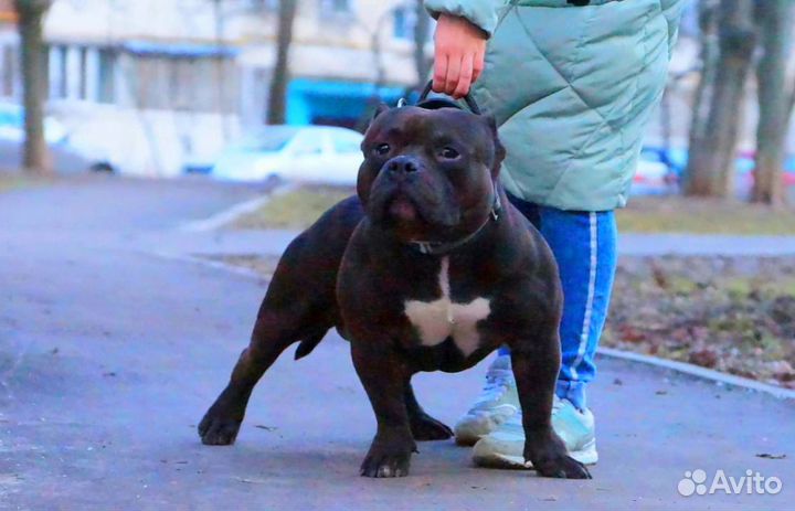 Вязка Американский Булли pocket