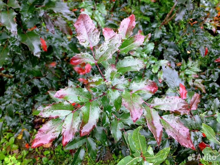 Магония падуболистная