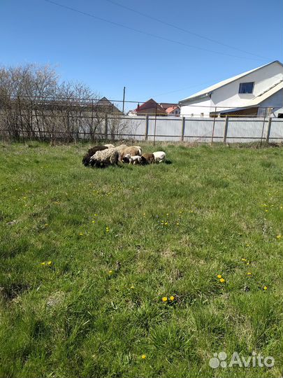 Овцы бараны ягнята романовские