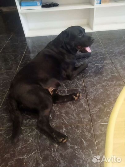 Передержка собак (с 1 по 22сентября я в отпуске)