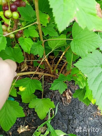 Саженцы черной смородины