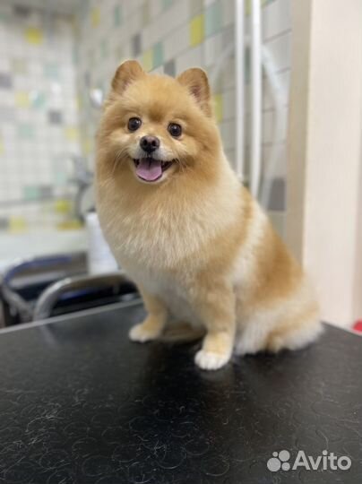 Стрижка кошек и собак