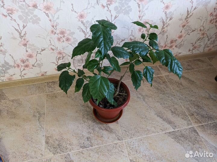 Гибискус китайская роза