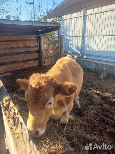 Корова телка