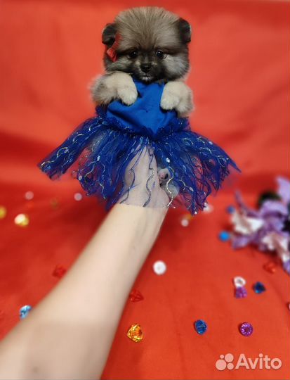 Яркая красотка шпиц