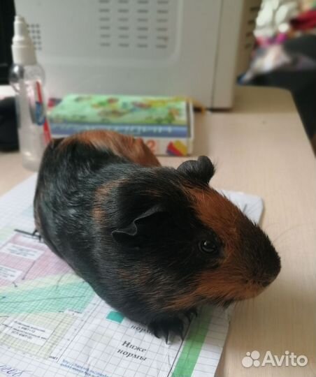 Морская свинка 2,5 месяца