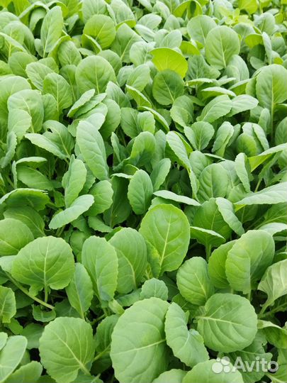 Рассада овощей