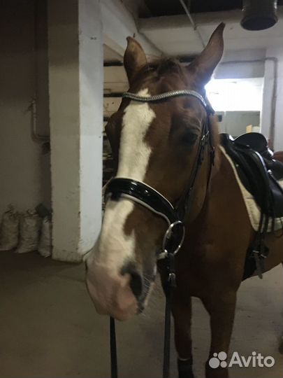 Верховая езда Обучение