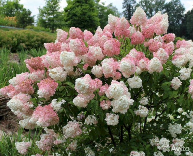 Гортензия Ванила Фрайз