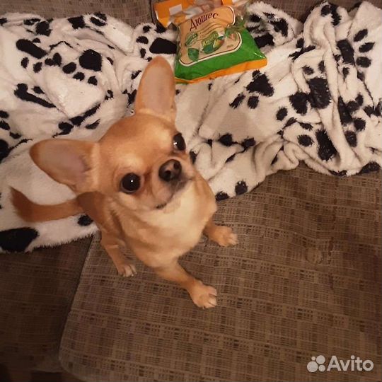 Вязка, Чихуахуа, мини 1,5кг.здоров, без дефекто