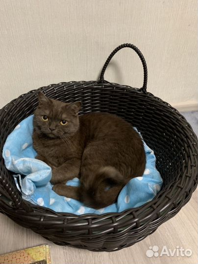 Молодая кошечка