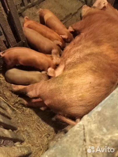 Поросята дюрок