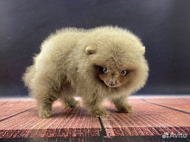 Шпиц