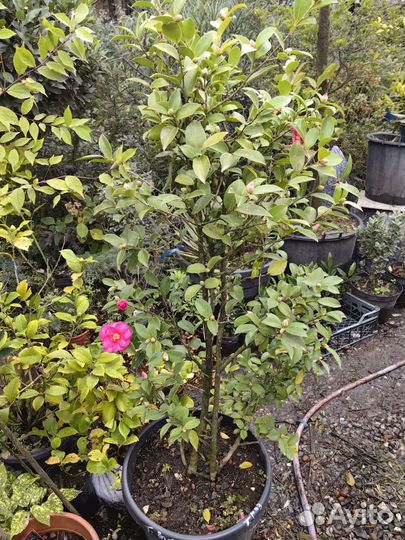 Камелия японская