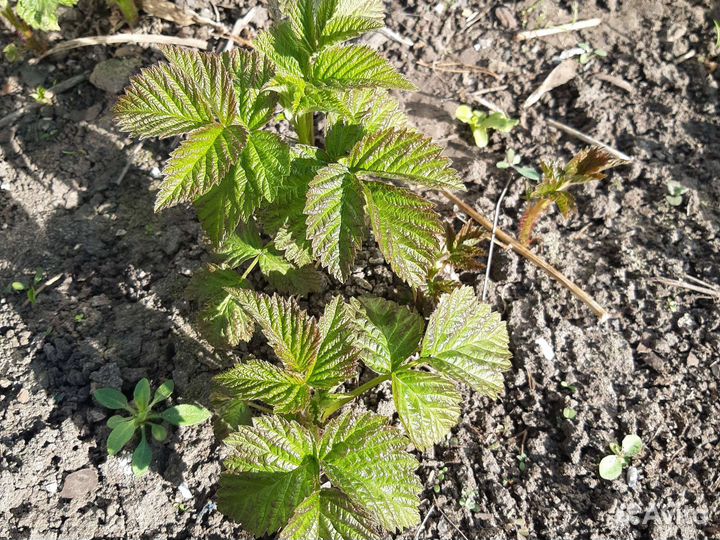 Саженцы малины желтой 60и красной