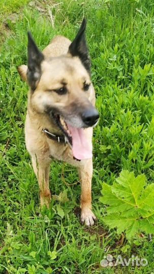 Мир за решеткой маленьк собака в дар в добрые руки