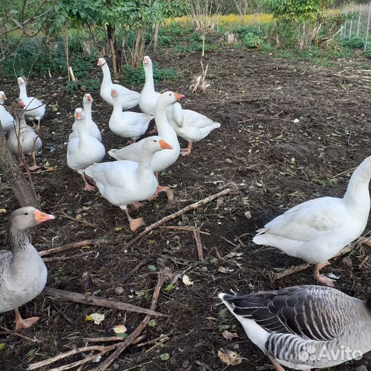 Гуси Губернаторские и Шадринские