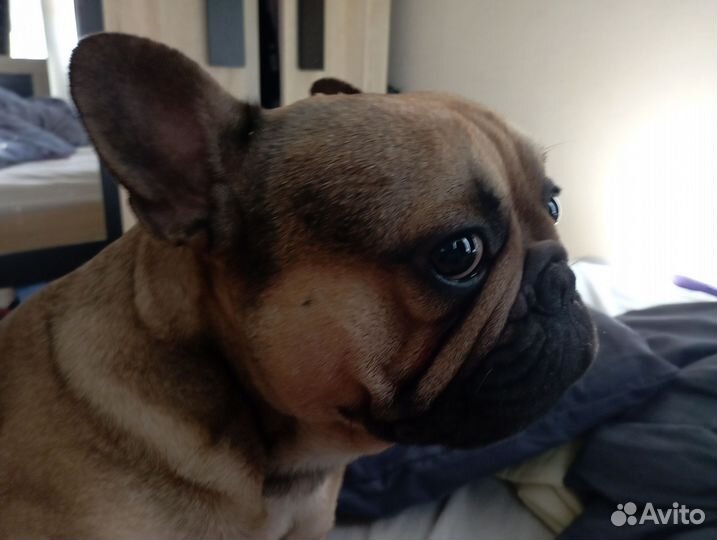 Вязка французский бульдог