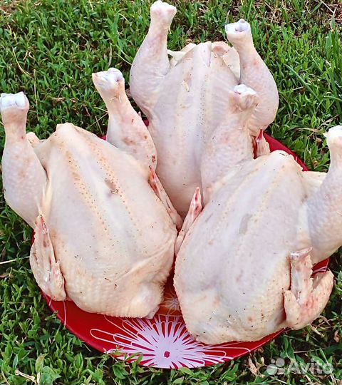 Цыплята табака деревенские