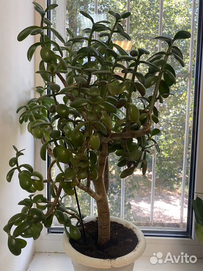 Денежное дерево толстянка крассула