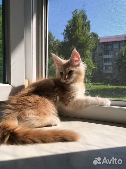Золотой мальчик