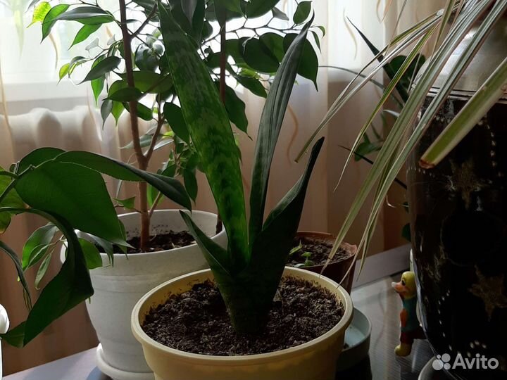 Излишки комнатных растений