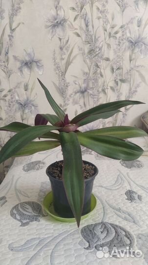 Комнатный цветок рэо