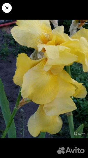 Ирисы жёлтые, фиолетовые, белые