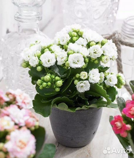 Комнатные цветы