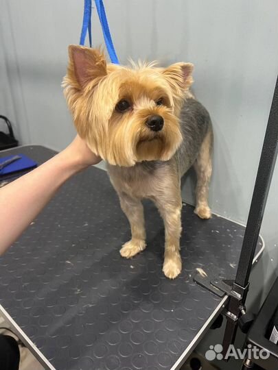 Стрижка Йорка