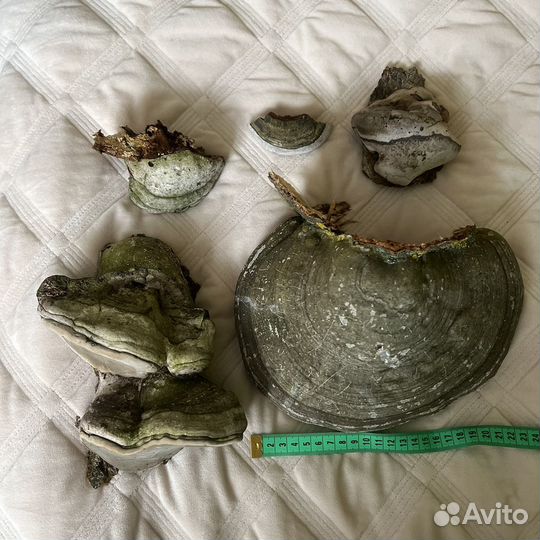 Гриб трутовик