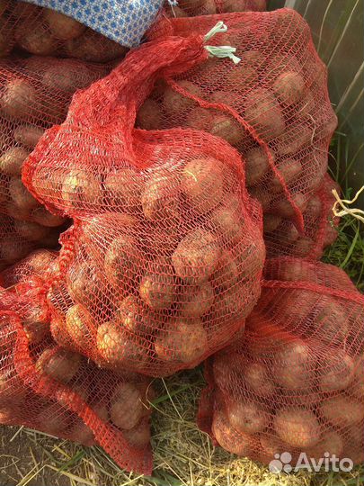 Продам картофель урожай 2023