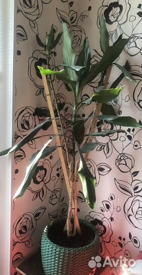 Драцена пальма