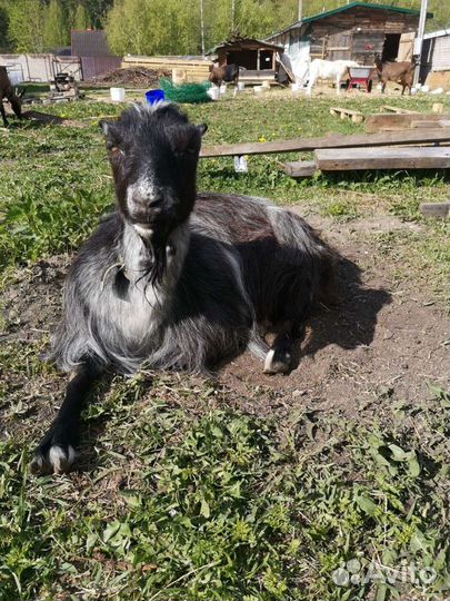 Козье молоко, творог